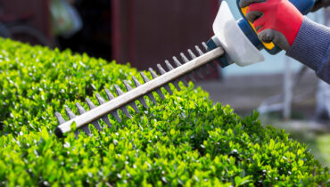 Hedge Trimming