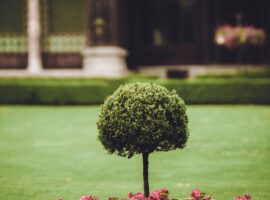 Lawn care detail